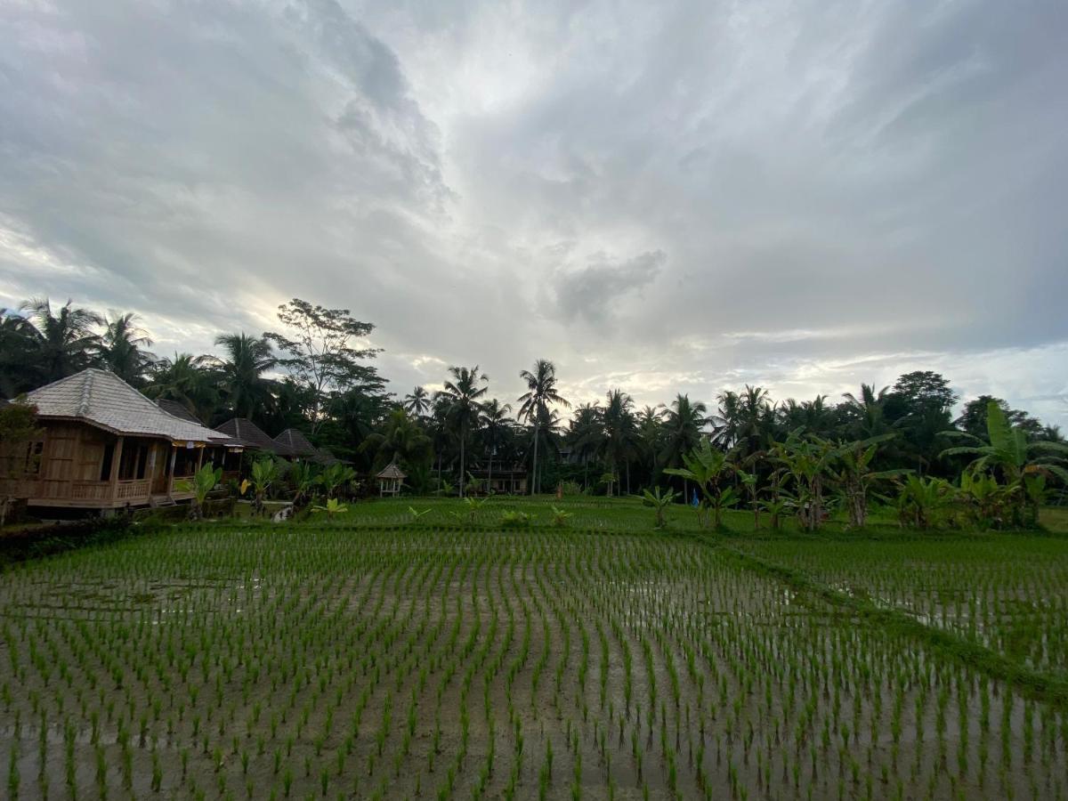 Wooden One-Bedroom Cottage Rice Field View
