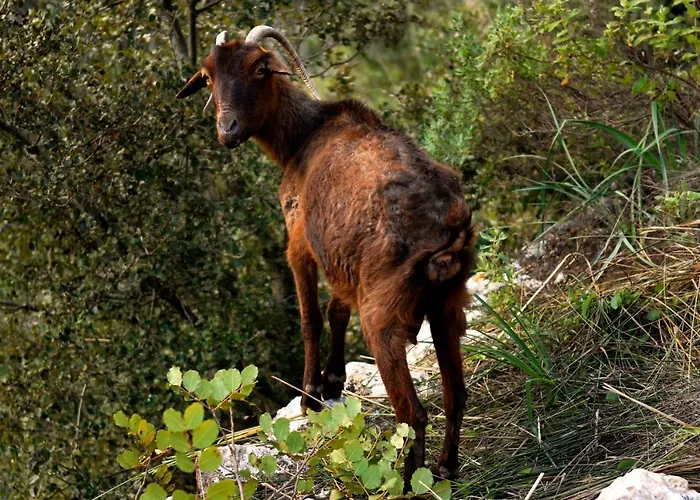Alaró Natura Rural Suites