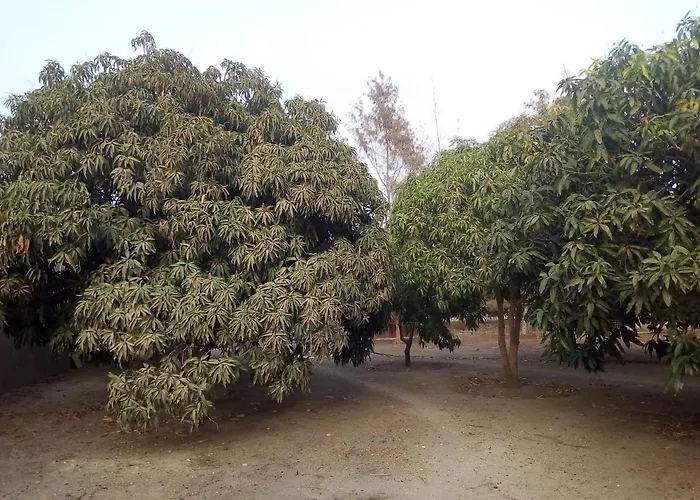 le baobab de nianing