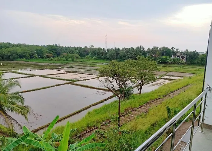 Freedom Of Green Rice View