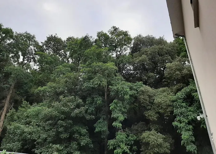 Lisière de la Forêt
