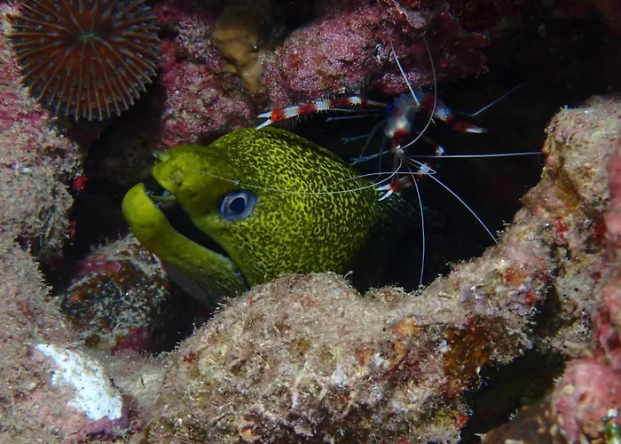 Aqaba Pro Divers