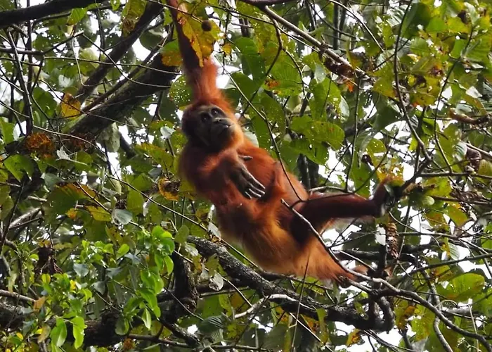 Lawang Inn Restaurant & Jungle Trek
