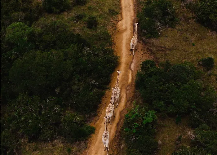 Premier Resport Mpongo Private Game Reserve
