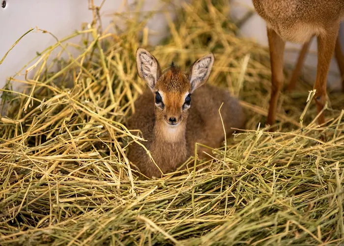Les Hameaux de Beauval