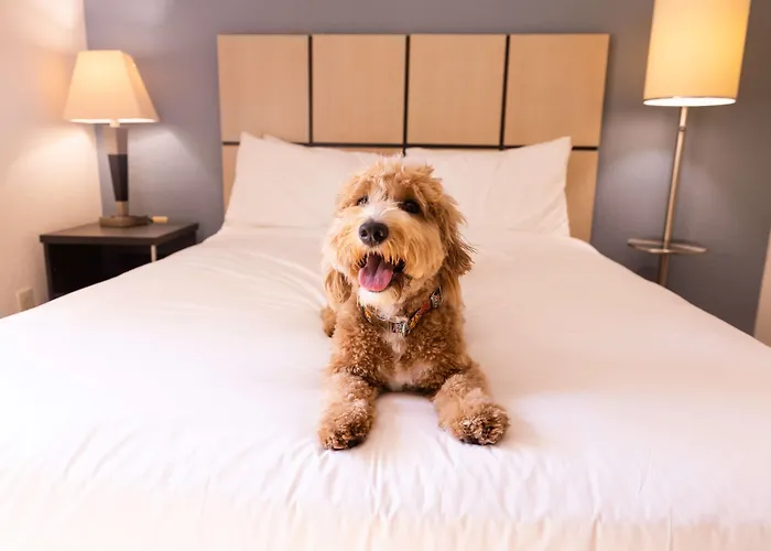 Sonesta Simply Suites Plano Frisco