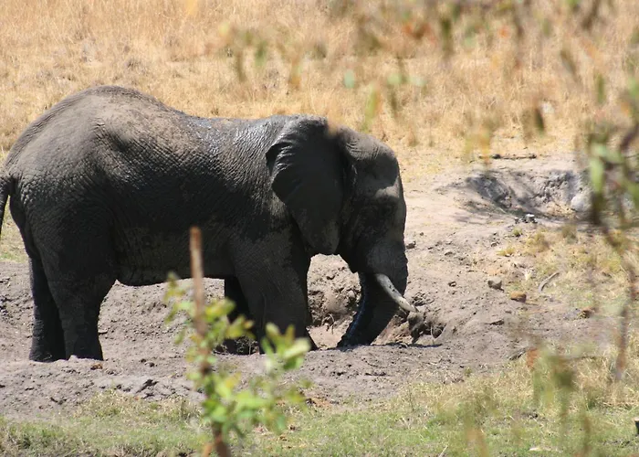 Ilanga Lodge Welgevonden Game Reserve