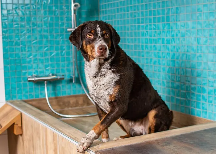 Hotel Magdalena Im Zillertal - Urlaub Mit Hund