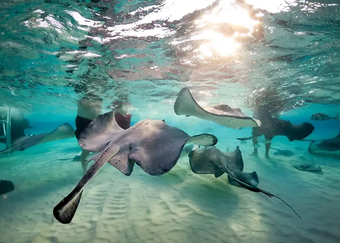 The Reef Beach Resort, East End, Grand Cayman
