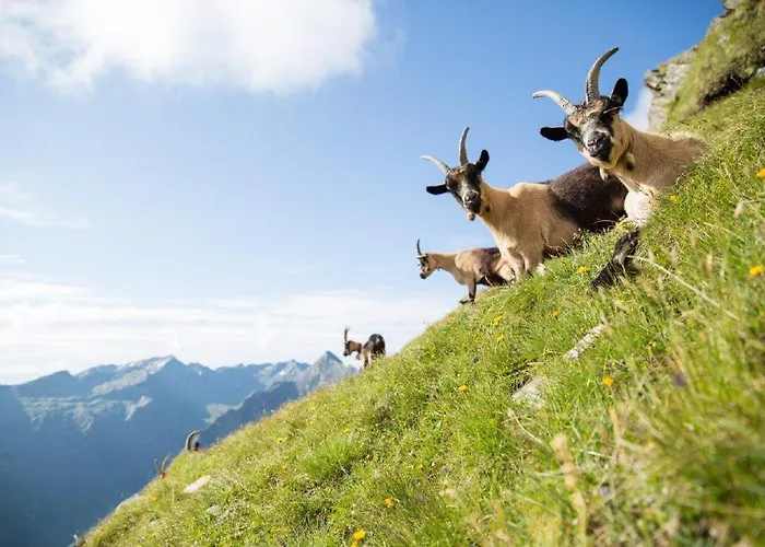 Alpshotel Bergland