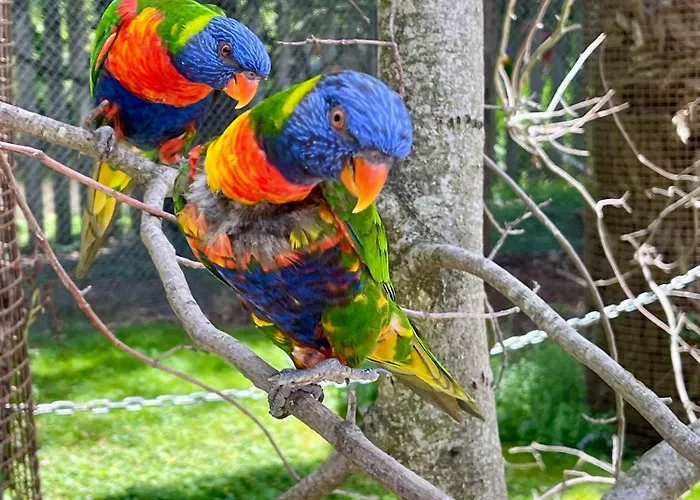 Suite Aracari, balnéo, terrasse - Parc des Oiseaux
