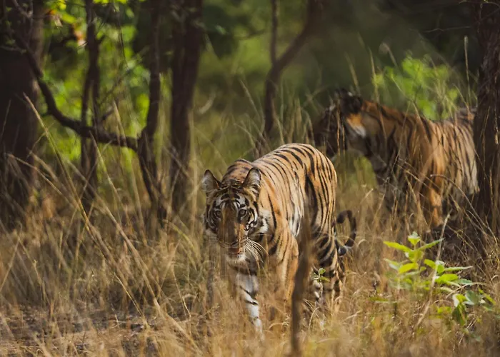 Brij Sone Bagh, Bandhavgarh - A Luxury Jungle Retreat