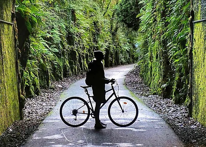 The Forest At Mount Congreve Gardens