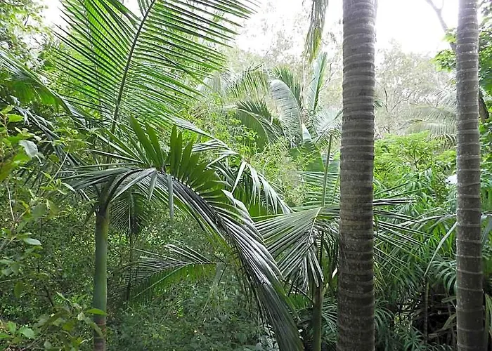 Oskar'S Rain Forest Retreat