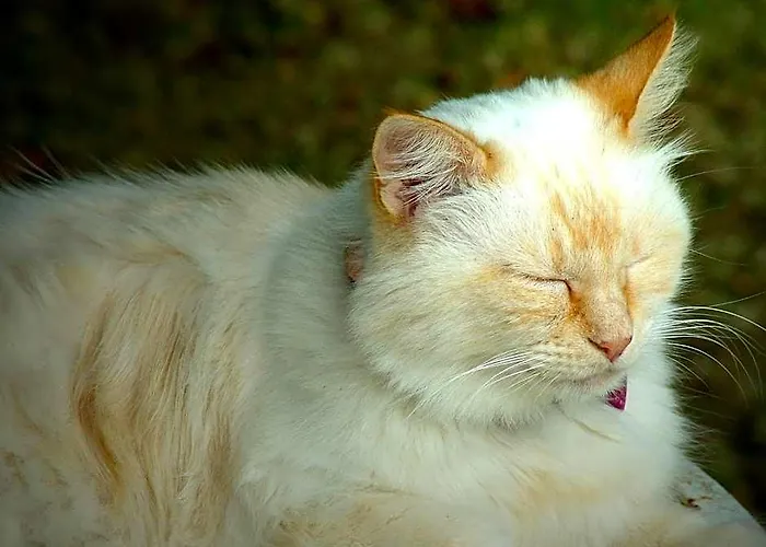 La Francigena