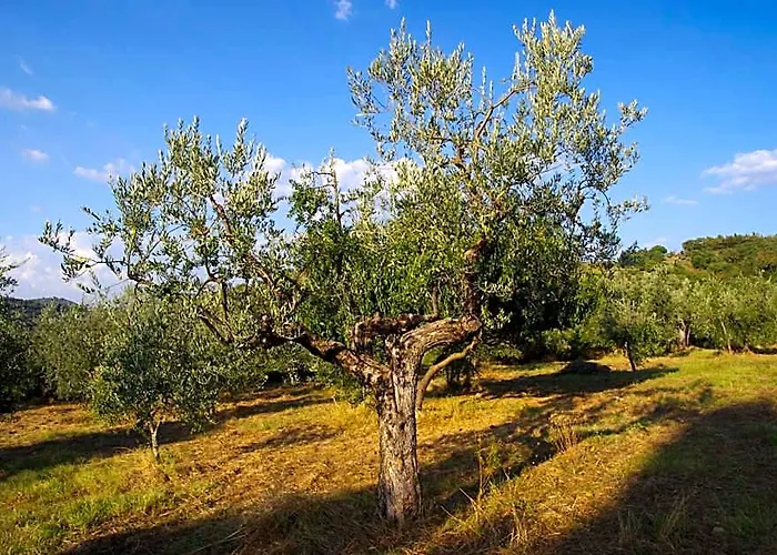 Mezzano In Chianti