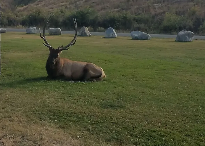 406 Lodge At Yellowstone