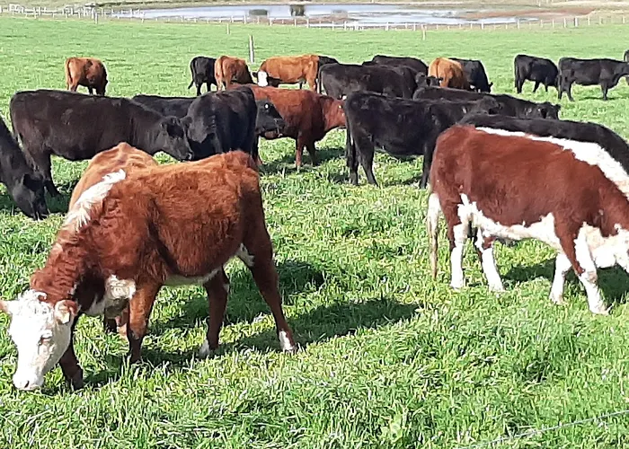 Estancia Renacimiento