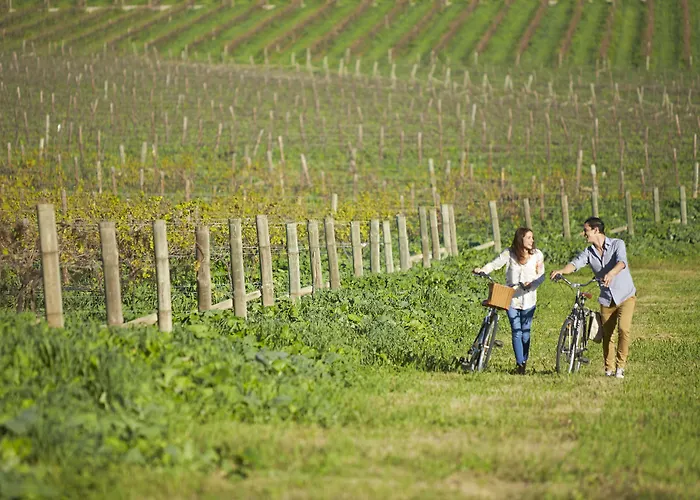 Spicers Vineyards Estate