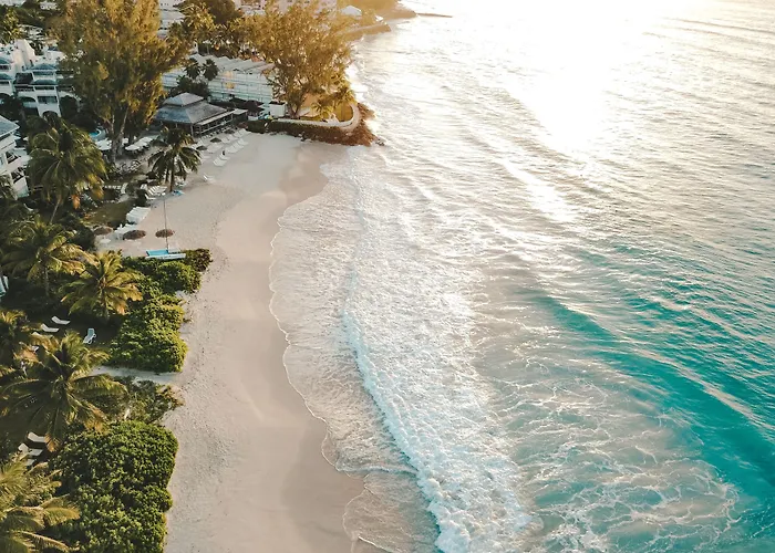 Bougainvillea Barbados